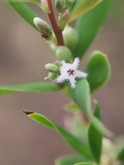 Styphelia mutica