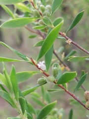 Styphelia mutica