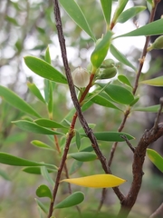Styphelia mutica