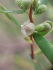 Styphelia mutica