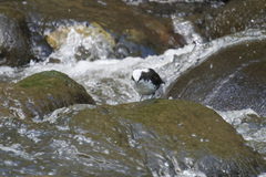 Cinclus leucocephalus