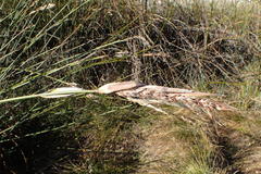 Askidiosperma insigne