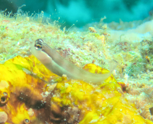 Shirley's coralblenny (Ecsenius shirleyae) — Blenniidae — 4