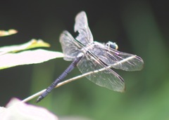 Libellula vibrans
