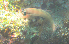 Ecsenius bandanus