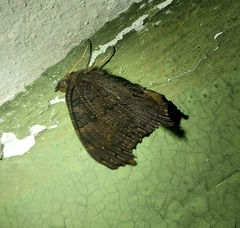 Aglais io