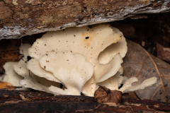 Favolus spatulatus