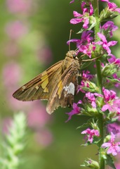 Epargyreus clarus