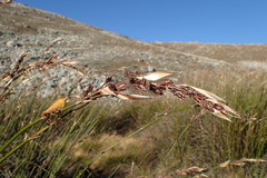 Askidiosperma insigne