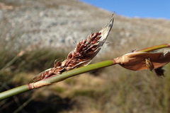 Askidiosperma insigne