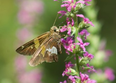 Epargyreus clarus