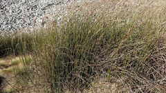 Askidiosperma insigne