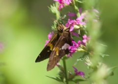 Epargyreus clarus