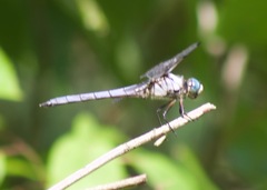 Libellula vibrans