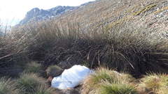 Askidiosperma insigne