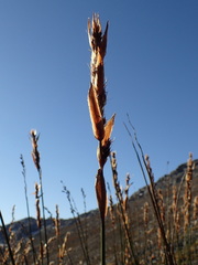 Askidiosperma insigne