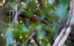 Otus ireneae