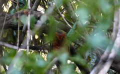 Otus ireneae