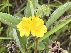 Melhania prostrata
