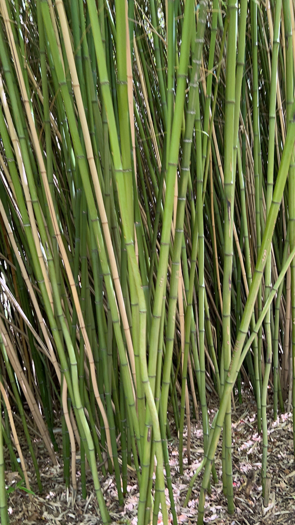 rough horsetail from Cape Town on February 08, 2023 at 12:37 PM by ...