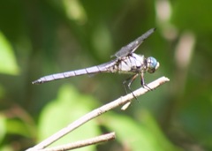 Libellula vibrans