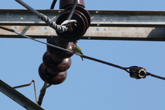 Psilopogon haemacephalus indicus