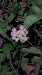 Syzygium samarangense