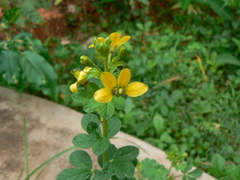 Cleome viscosa