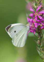 Pieris rapae