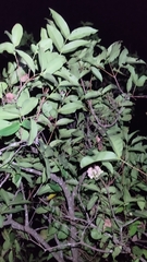 Syzygium samarangense