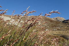 Askidiosperma insigne