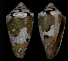 Conus duffyi