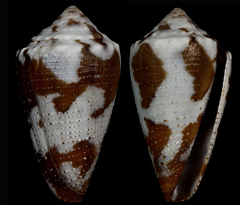 Conus duffyi
