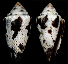 Conus duffyi