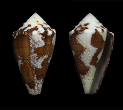 Conus duffyi
