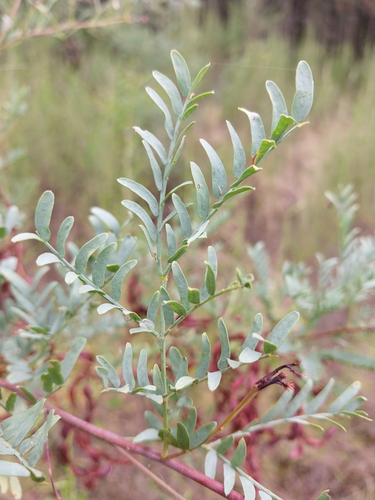 Western Silver Wattle