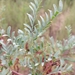 Western Silver Wattle - Photo (c) Timothy Duncan, some rights reserved (CC BY-NC), uploaded by Timothy Duncan