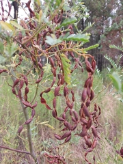 Acacia polybotrya