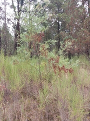 Acacia polybotrya