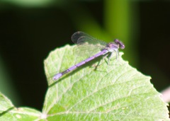 Argia fumipennis