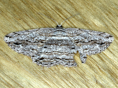 Scioglyptis chionomera