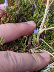Gentiana prostrata