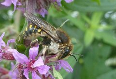 Anthidium septemspinosum