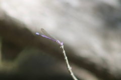 Argia fumipennis