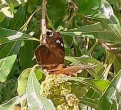 Junonia natalica