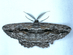 Scioglyptis chionomera