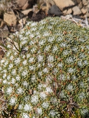 Plantago sempervivoides