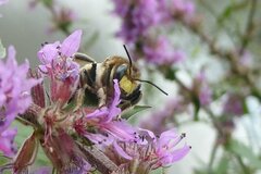 Anthidium septemspinosum