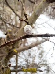 Xeropicta derbentina