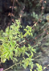 Ocimum americanum